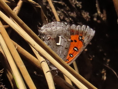 Phasis clavum clavum