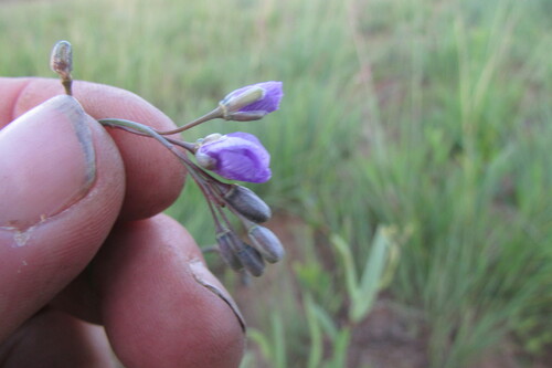 Image of Heliophila rigidiuscula by (c) James Deacon, some rights reserved (CC BY-SA)