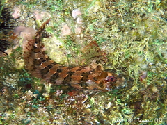 Parablennius gattorugine