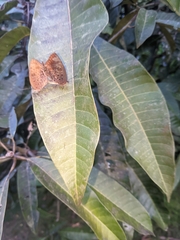 Arhopala