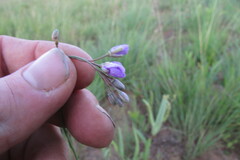Heliophila rigidiuscula
