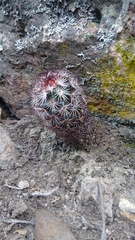 Mammillaria densispina