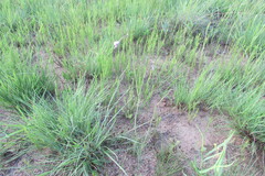 Heliophila rigidiuscula