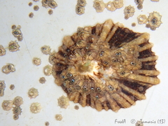 Patella ulyssiponensis