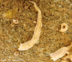 Spirobranchus lamarcki