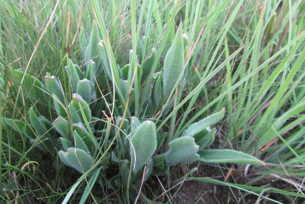 Delosperma ashtonii; photograph (c) James Deacon, some rights reserved (CC BY-SA)