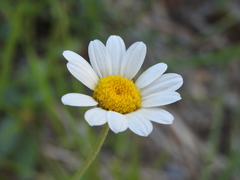 Leucanthemum pallens