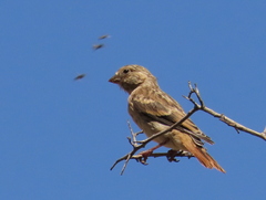Serinus alario