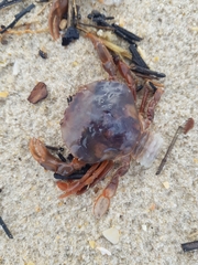 Polybius henslowii
