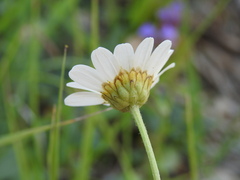 Leucanthemum pallens