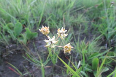 Asclepias aurea