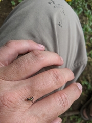 Bactrocera frauenfeldi