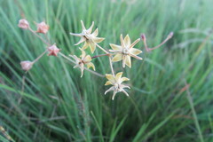 Asclepias aurea