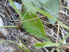 Leucanthemum pallens