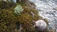 Mammillaria densispina