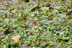 Nettapus coromandelianus