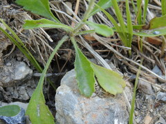 Leucanthemum pallens