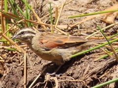 Emberiza capensis