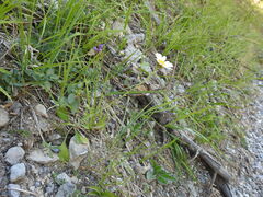 Leucanthemum pallens