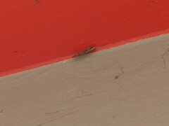 Wesmaelius subnebulosus