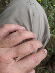 Bactrocera frauenfeldi