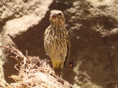 Crithagra flaviventris