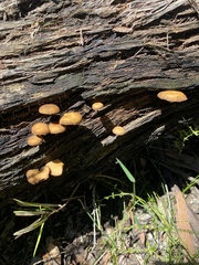 Gymnopilus ferruginosus