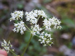Peucedanum cervaria
