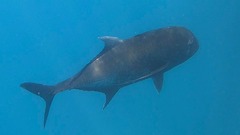 Caranx ignobilis