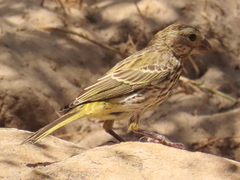 Crithagra flaviventris