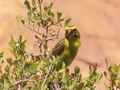 Crithagra flaviventris