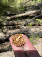 Gymnopilus ferruginosus
