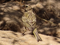 Crithagra flaviventris