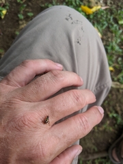Bactrocera frauenfeldi