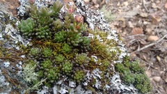 Graptopetalum pachyphyllum