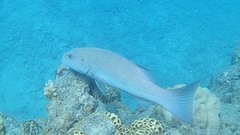 Plectropomus leopardus