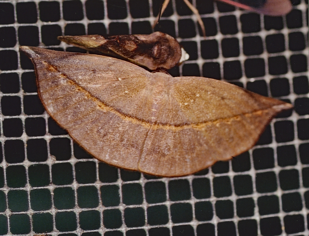 Leptoctenopsis mena