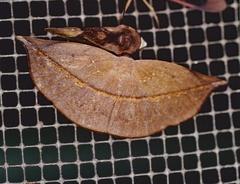 Leptoctenopsis mena
