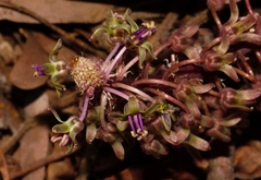 Ledebouria
