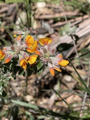 Oxylobium ellipticum