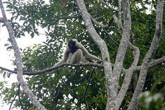 Hylobates pileatus