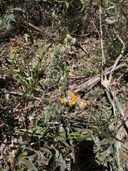 Oxylobium ellipticum