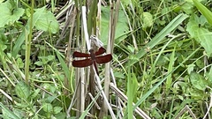 Neurothemis terminata