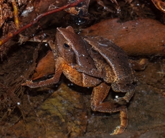 Johor Tiny Sticky Frog photo 3