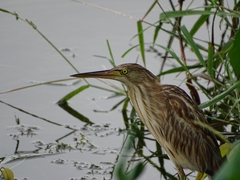 Ixobrychus sinensis