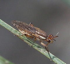 Dichetophora