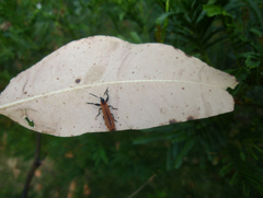Rhinotia venusta
