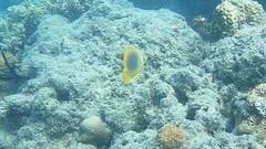 Chaetodon aureofasciatus