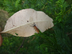 Rhinotia venusta