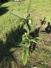 Eriobotrya japonica